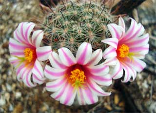 Pincushion Cactus Blooms